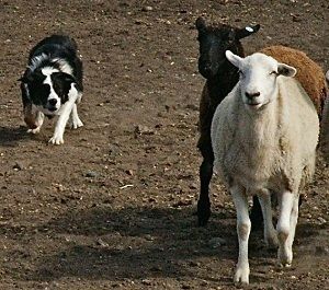 A dog and sheep walking on dirt