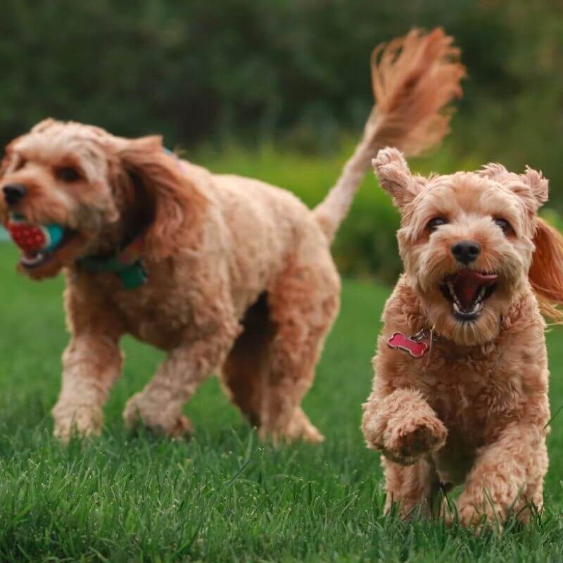 Dogs playing in the grass