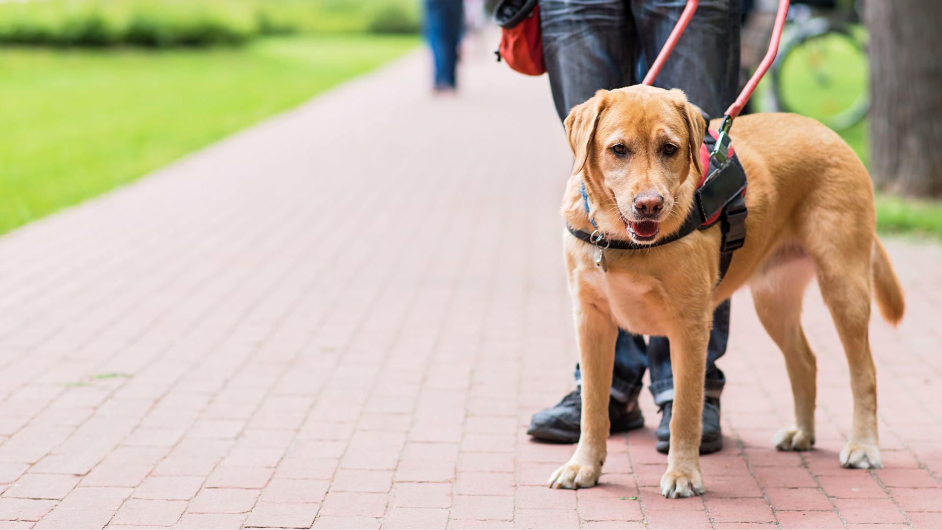 Vet Near Me Bend, OR 97702 | Westside Pet Hospital