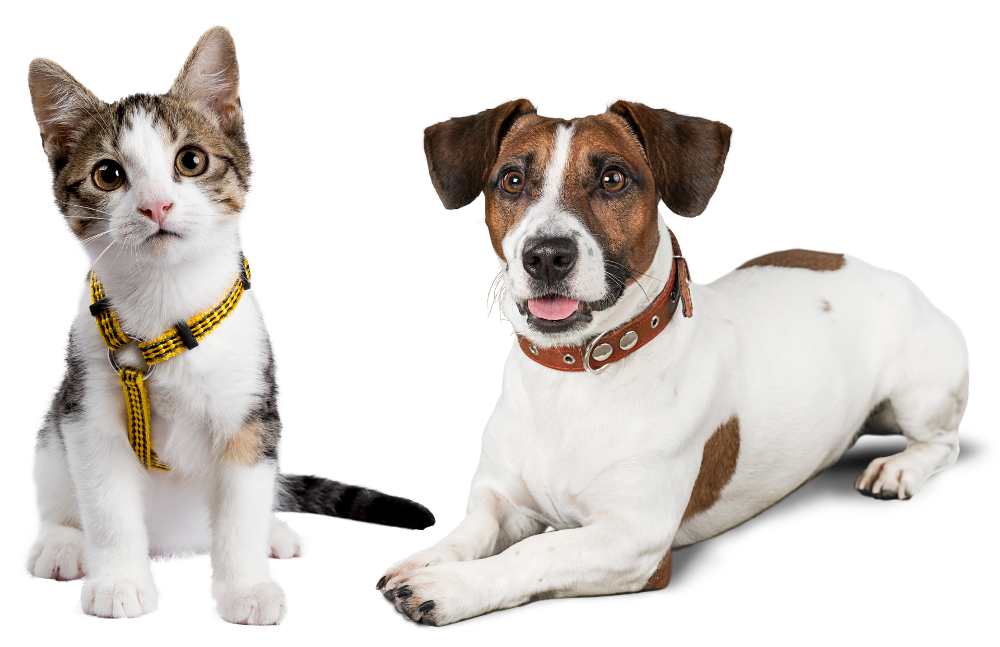 kitten sitting next to happy brown and white dog on transparent background