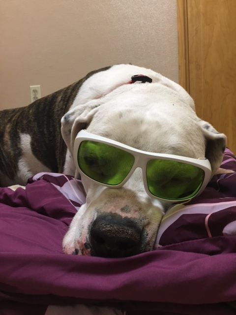 A dog wearing sunglasses lying on a bed