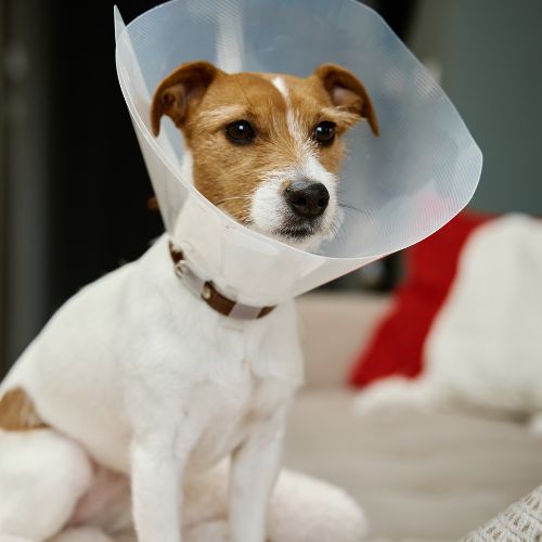 A dog wears surgery plastic cone