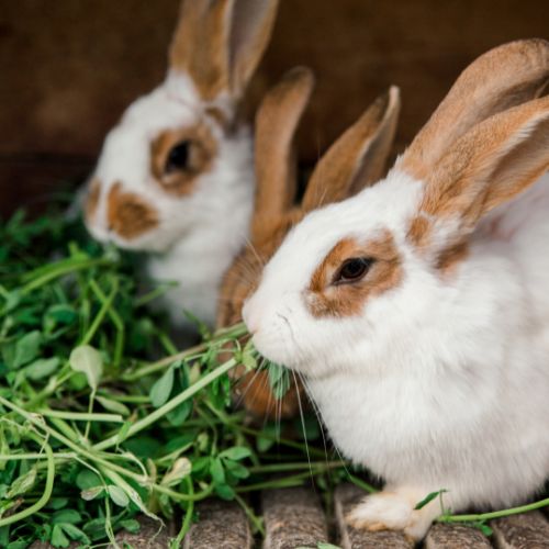 Rabbits in a cage eating grass