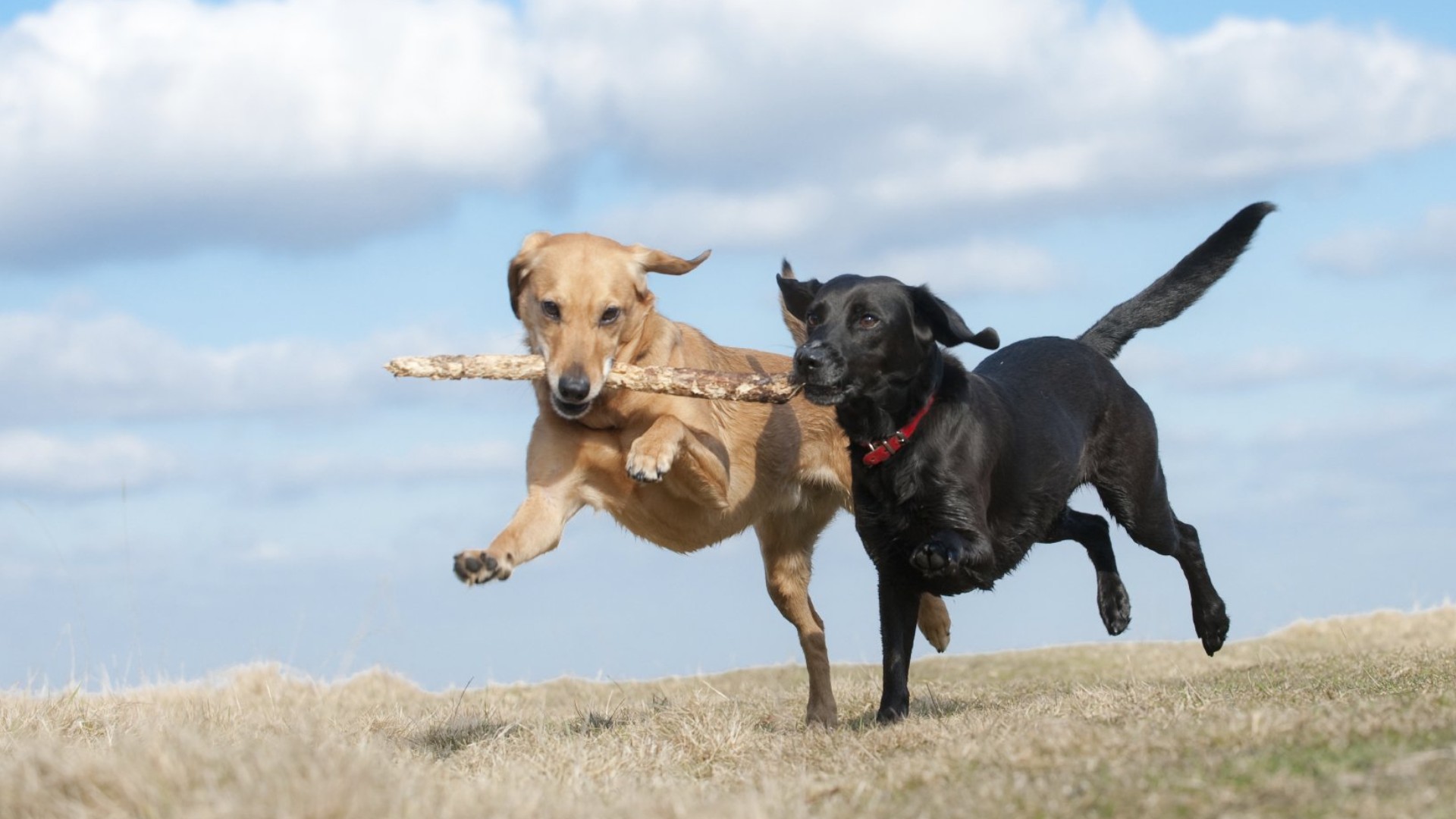 Veterinary Appointment In Bend, OR | Westside Pet Hospital