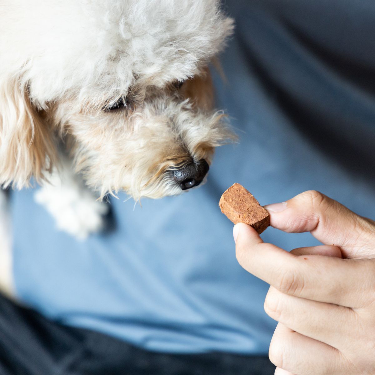 Pet Nutrition