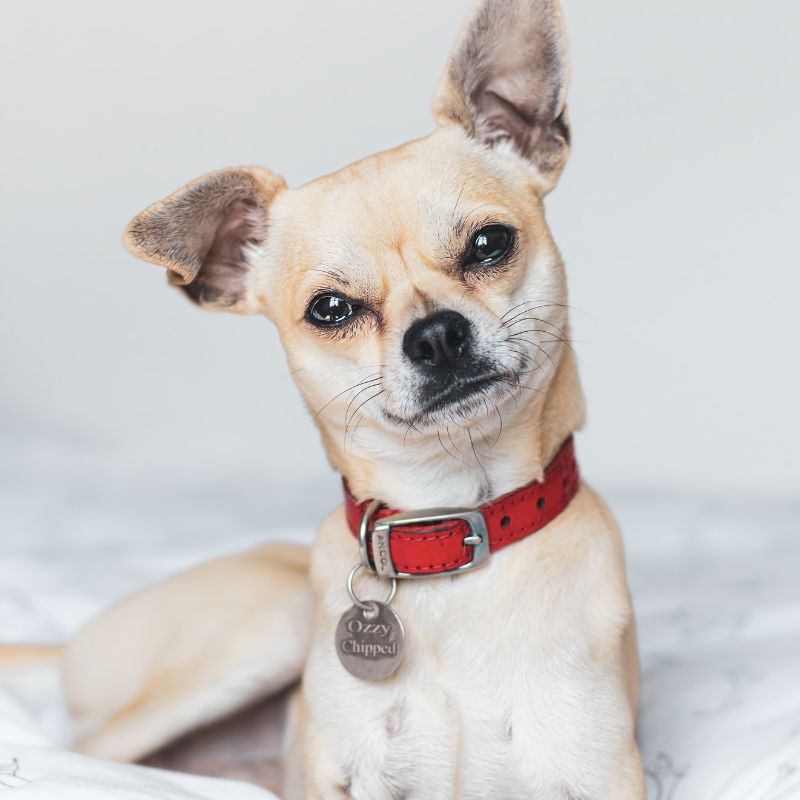pet wellness