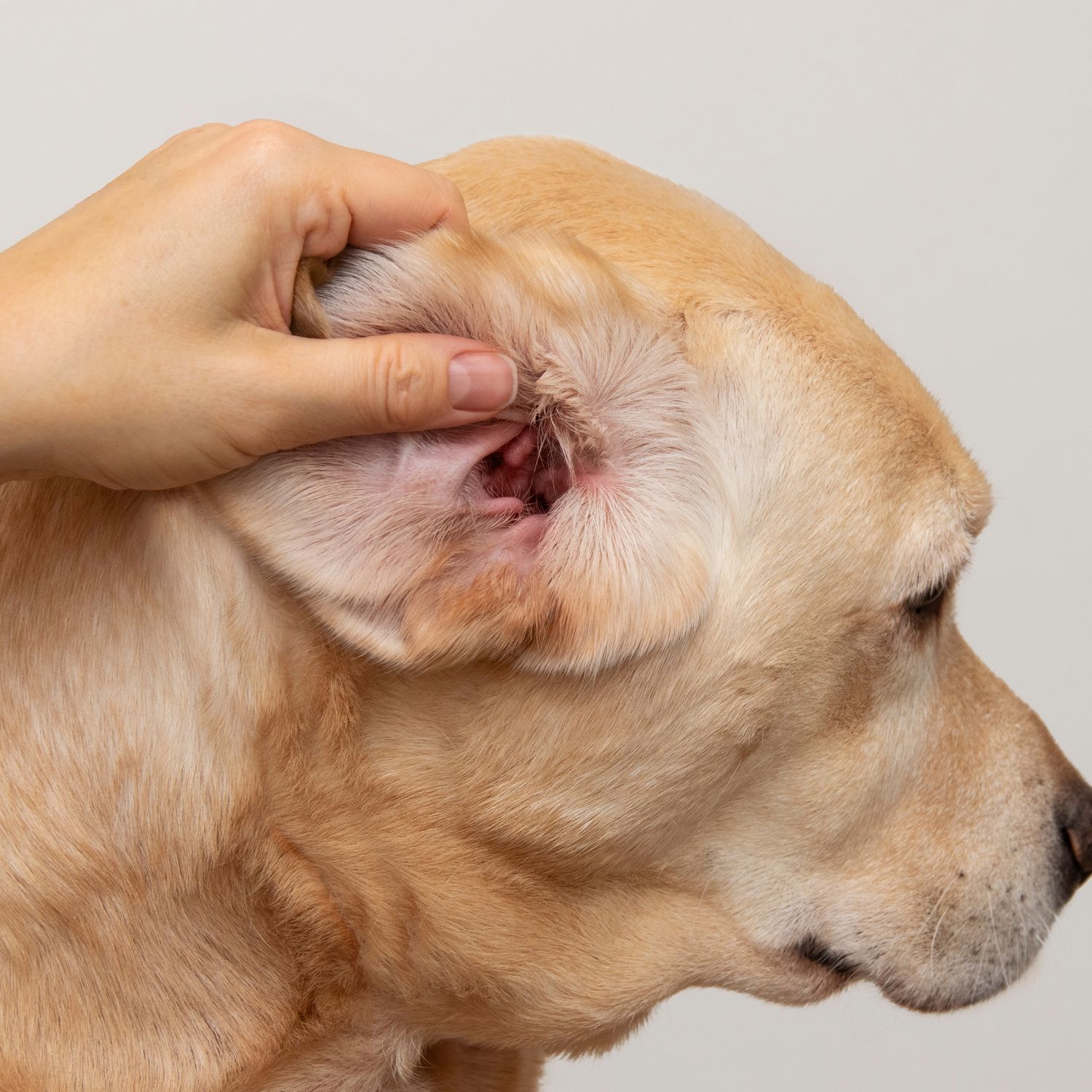 Pet Allergy and Dermatology