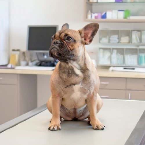 A dog sitting calmly on a table