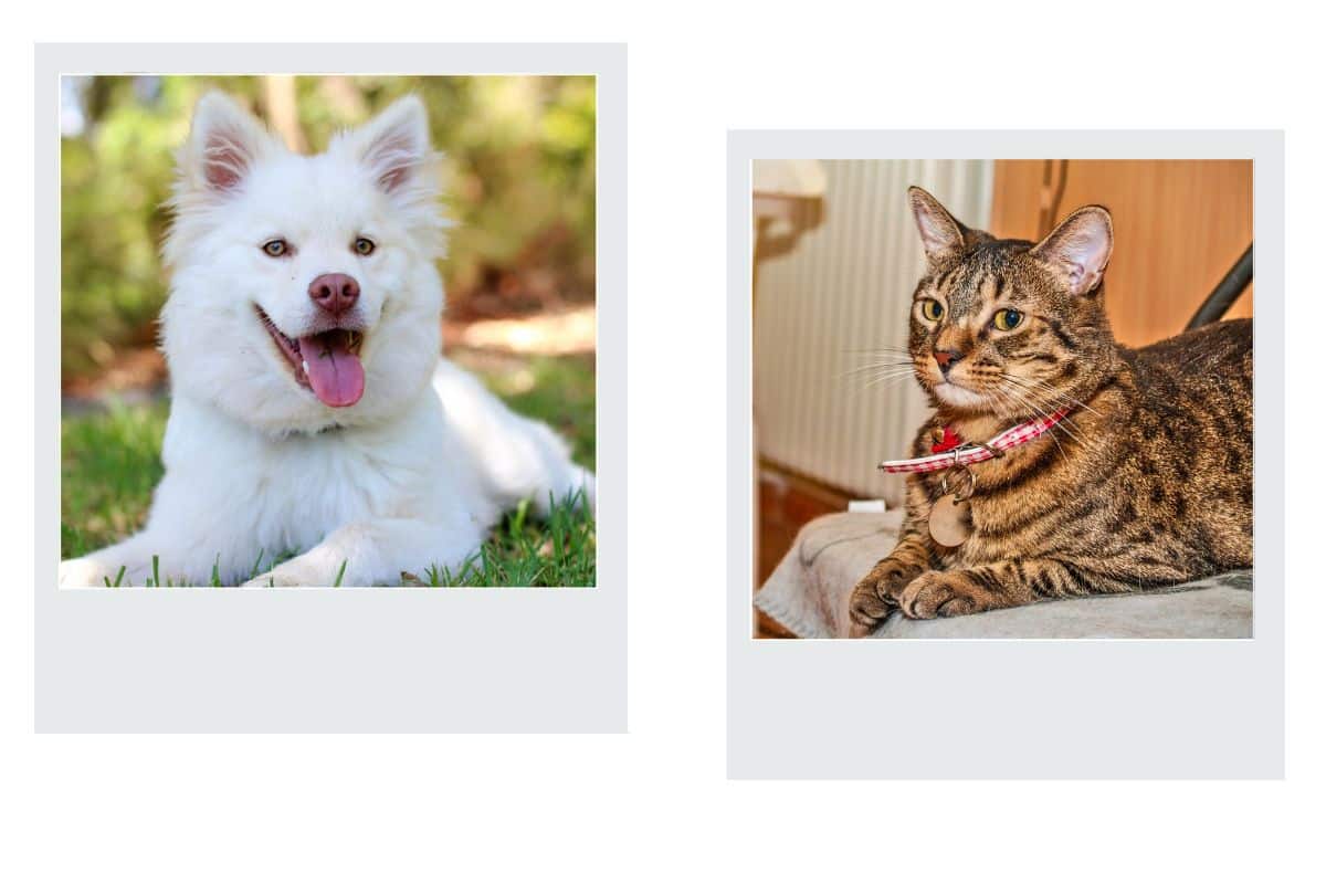 a collage of a dog and a cat