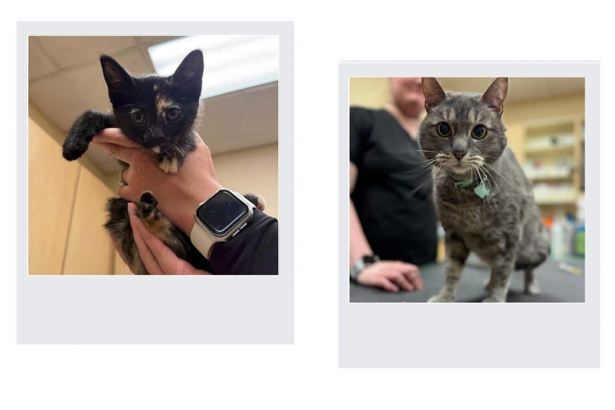 a collage of a dog and a cat