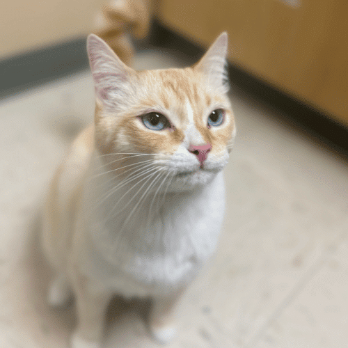 Pet Allergy and Dermatology